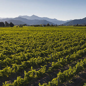Vineyard with rows of green grapevines stretching towards mountains under a clear blue sky.