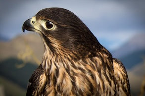 Close-up of a falcon with a blurred natural background